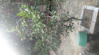 DSC 0006