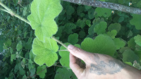 DSC 0008 4