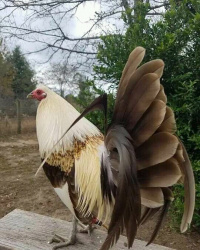FB IMG 16062150944828970