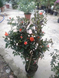 FB IMG 16078606793243664