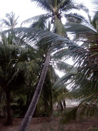 Received 256950572703067 1